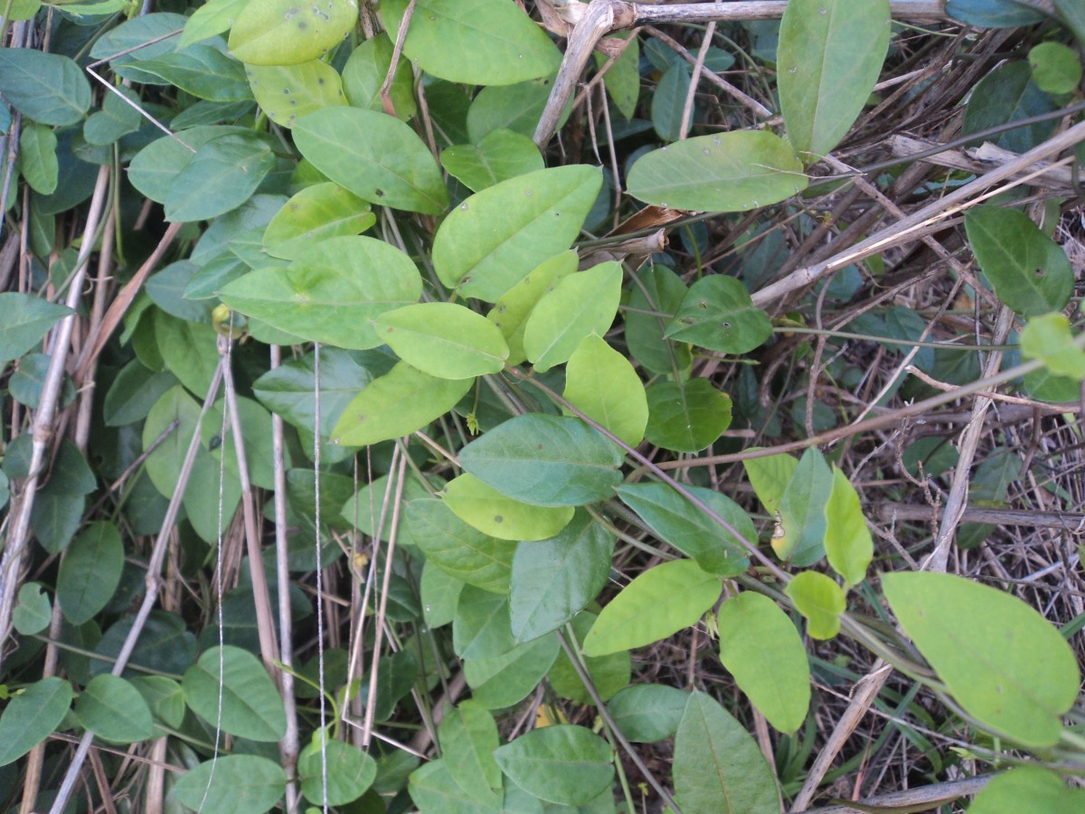 Ceropegia candelabrum var. biflora (L.) Ansari